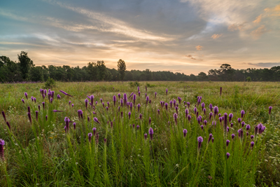 Field at sunset